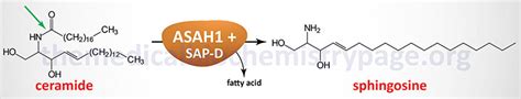 Farber Lipogranulomatosis The Medical Biochemistry Page