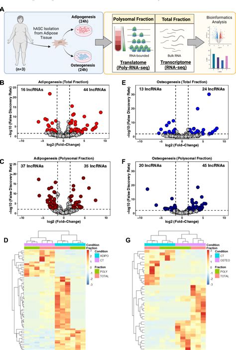 Figure 1 From Unveiling Polysomal Long Non Coding Rna Expression On The