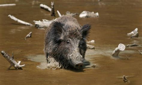 Huge Feral Hogs Wreaking Havoc And Building Pigloos Across Canada