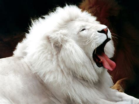 Amazing World: The Most Amazing White Lions