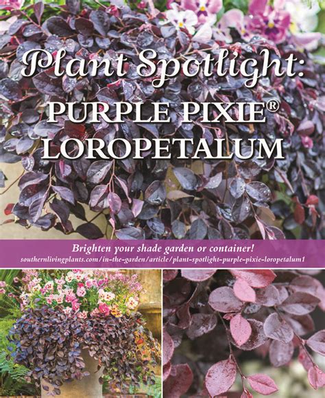 Purple Pixie Dwarf Weeping Loropetalum Southern Living Plants