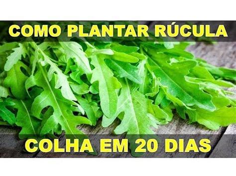 COMO PLANTAR RÚCULA NO VASO COLHA EM 20 DIAS YouTube Horta em