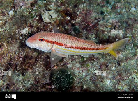 Striped Red Mullet Goatfish Mullus Surmuletus Stock Photo Alamy