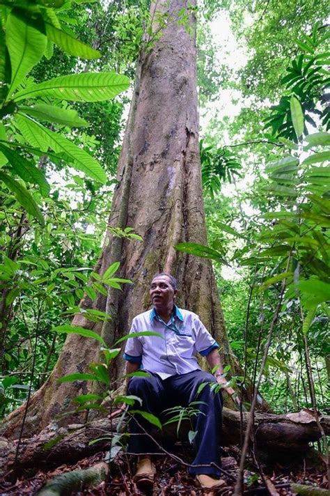 Keladan, antara dirian pokok hutan tertua ditanam di FRIM - Institut ...