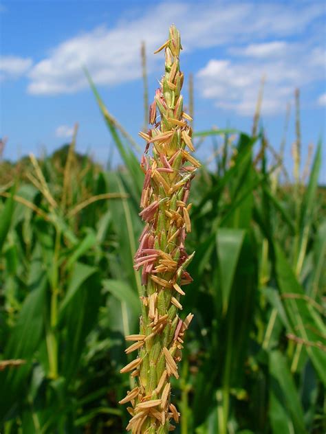 Zea Mays Corn Indian Corn Maize North Carolina Extension Gardener Plant Toolbox