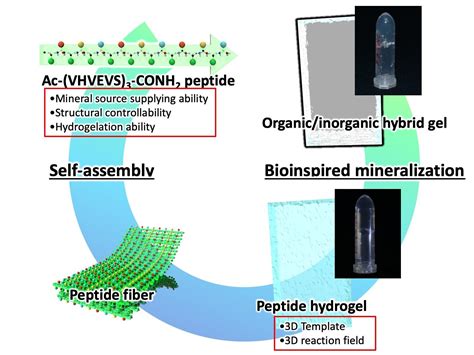 Bioinspired Mineralization Of Calcium Carbona Eurekalert