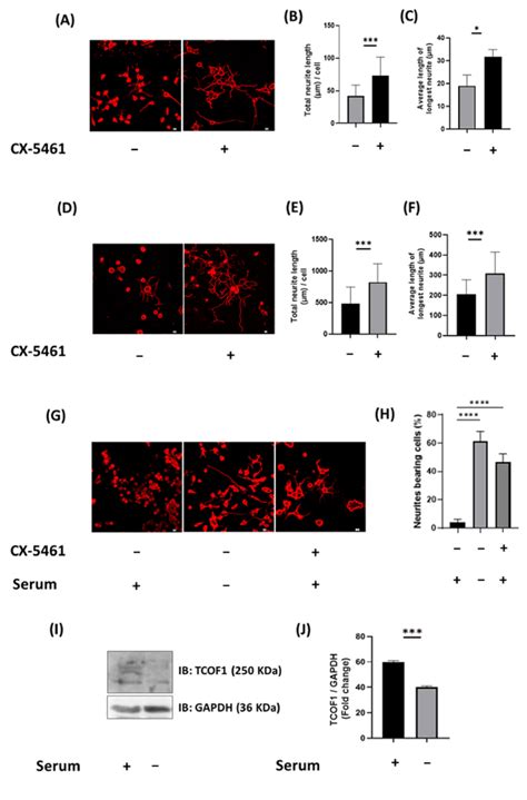 Inhibition Of Pol I Activity Enhanced Neurite Outgrowth In Neuro A