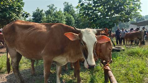 Kurban Ekor Kambing Ataukah Patungan Sapi Lebih Utama Mana Berikut