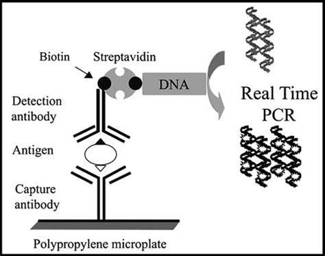 Diagram Of An Immuno Quantitative Pcr Iqpcr Ful Method For The Download Scientific Diagram