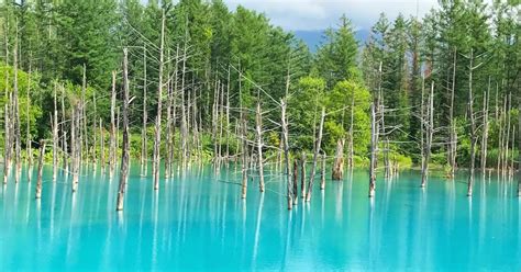 【北海道】「大変危険な行為」遊泳禁止の人気観光地「青い池」で外国人男性が泳ぐ姿が目撃される 美瑛町 にほんのニュース