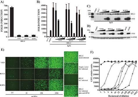 Wild Type Vp And Dsrna Binding Mutants Inhibit Ifn Gene Activation