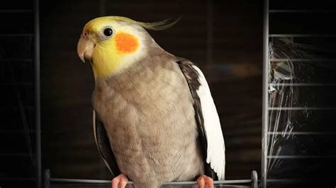 Why Do Cockatiels Grind Their Beaks An Explanation Thisbirdtalks