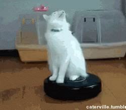 Cat Roomba GIF - Cat Roomba Funny Animals - Discover & Share GIFs | Funny animals, Cats, Puppies ...