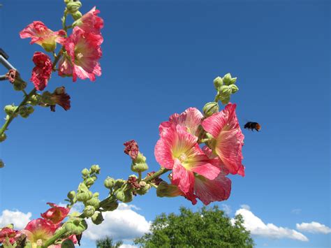 Banco De Imagens árvore Natureza Ramo Flor Plantar Céu Folha