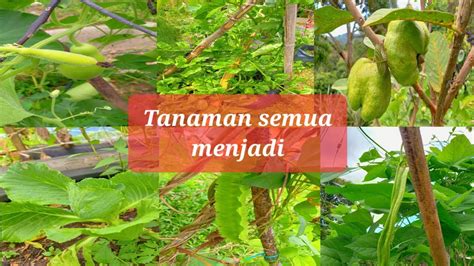 Update Tanaman Di Kebun Mini Syukur Semua Tanaman Menjadi Youtube