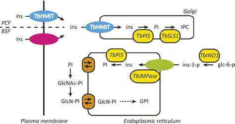 Schematic Of Compartmentalized Myo Inositol Metabolism In T Brucei