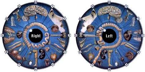 Heres A Quick Way To Iridology Chart How To Read MAIKONG Iridology