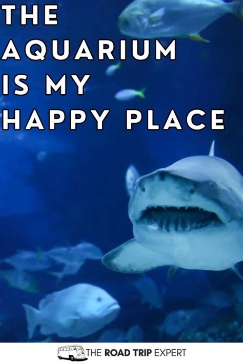 100 Enchanting Aquarium Captions For Instagram With Puns