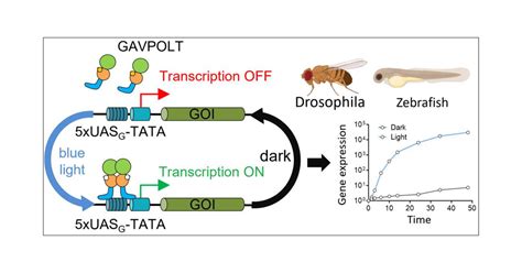 A Single Component Optogenetic Gal Uas System Allows Stringent Control