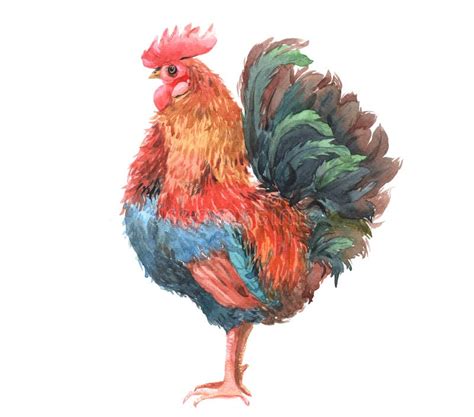 Rooster Bird Stock Illustration Illustration Of Character 24560412