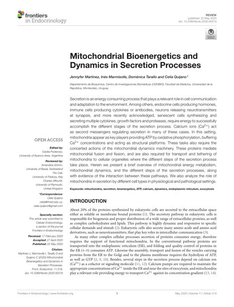 Pdf Mitochondrial Bioenergetics And Dynamics In Secretion Processes