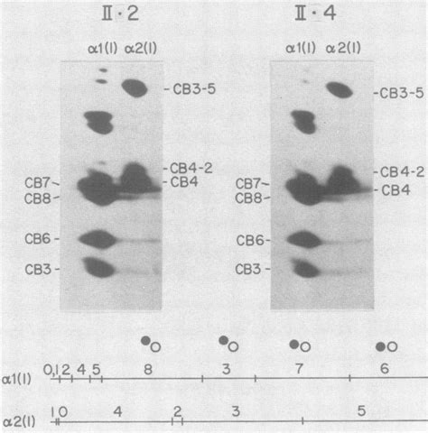 Two Dimensional Electrophoretic Separation Of Cyanogen Bromide Peptides