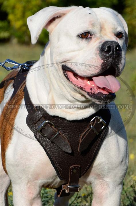 Buy American Bulldog Harness | Attack Training | Walking Dog