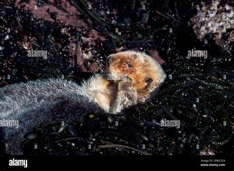 California Southern Sea Otter Enhydra Lutris Nereis Hauled Out At Low