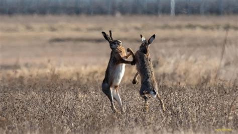 Welche Wildtiere In Wien Mitten Unter Uns Leben