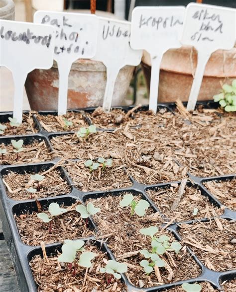 Moestuin Bemesten Tips Voor Groenten Fruit En Kruiden