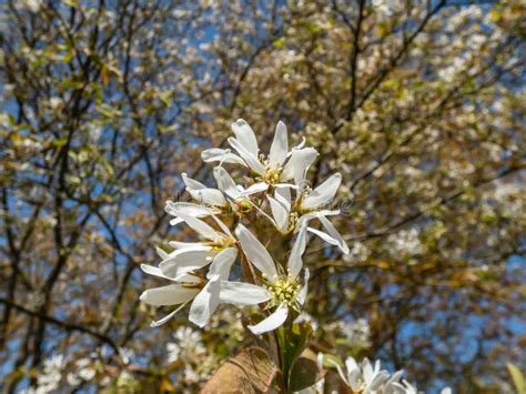 Close-up Shot of the White, Star-shaped Flowers of the Flowering Shrub or Small Tree Juneberry ...