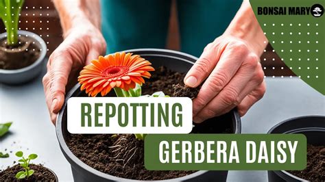 Gerbera Daisy Repotting Guide For Healthy Blooms