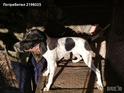 Английски пойнтер в Пойнтер в с. Тенево - ID42209734 — Bazar.bg
