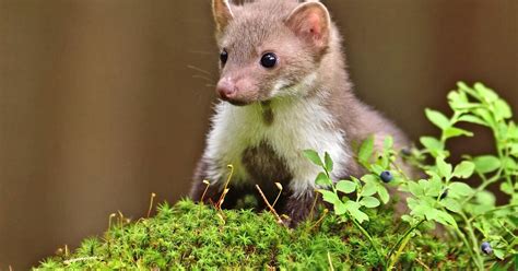 Marder aus Haus und Auto vertreiben: Das hilft - Mein schöner Garten