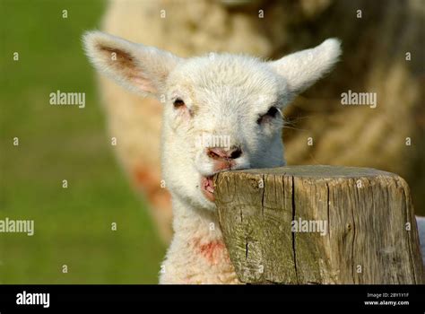 sheep  res stock photography  images alamy