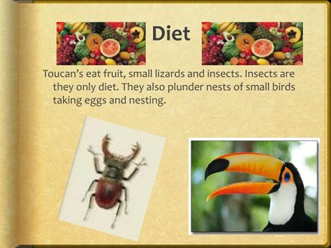 PPT - Toucan Fact File PowerPoint Presentation - ID:2445849