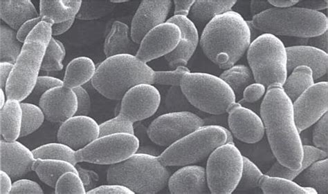 Saccharomyces Cerevisiaes Instagram Twitter And Facebook On Idcrawl