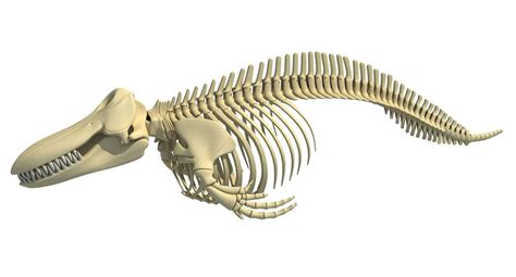 Killer Whale Orca Skeleton - 3D Model by 3D Horse