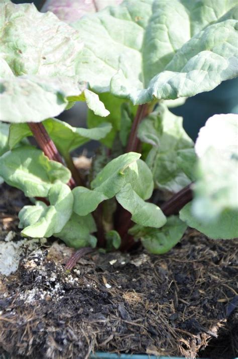 Rheum Rhabarbarum EverBarber Frikarti Stauden AG