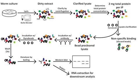 Protein Extract Preparation And Co Immunoprecipitation From