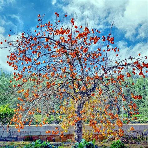 10 Date Plum Fruit Tree Seeds Diospyros Lotus Mediterranean Persimmon Plant Ebay