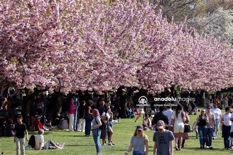 New York Ta Kiraz I E I Festivali Anadolu Ajans