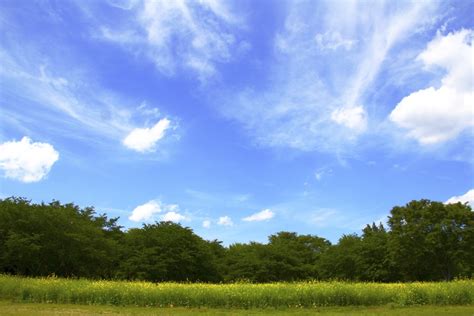 Free Images Landscape Tree Nature Forest Horizon Cloud Plant