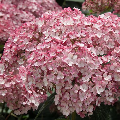 Overdevest Nurseries Lp Hydrangea Arb Incrediball Blush