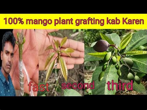 Mango Plant Grafting Video Mango Grafting Ka Sahi Timing Samay