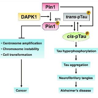 The Dual Effects Of Pin Ser Phosphorylation Pin Phosphorylation