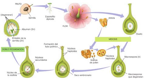 Mecanismos Reproductivos En Plantas