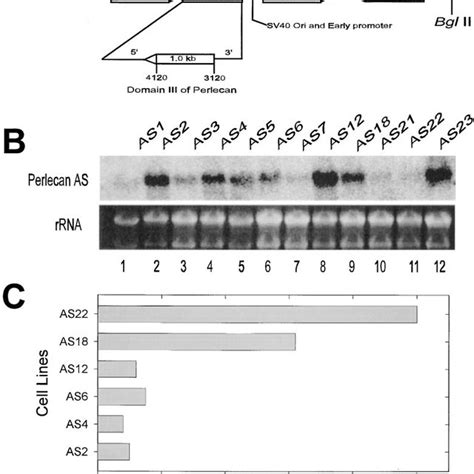 Suppression Of Perlecan By Stable Antisense Transfection Leads To