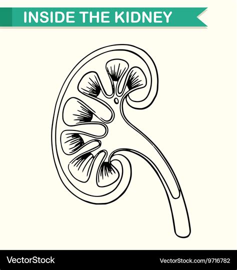 Diagram Showing Inside Kidney Royalty Free Vector Image