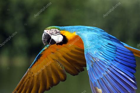 Macaw parrot in flight — Stock Photo © loflo69 #2171232